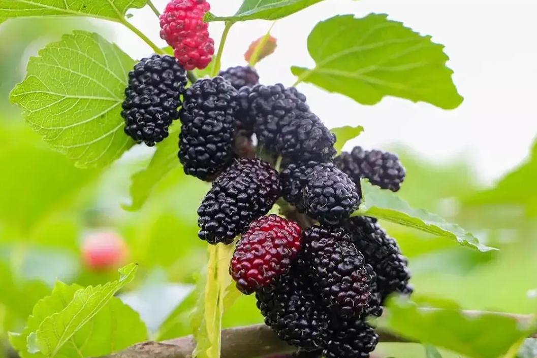 建议女人生活别太节俭,女人生活中少吃这些食物