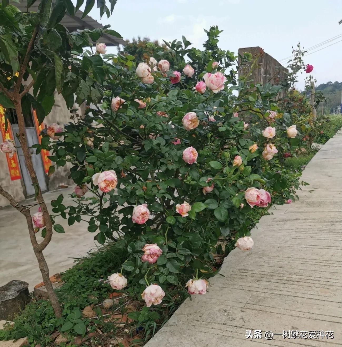 波浪边花型月季,爱杜尔马奈和伊蕾莎丝特