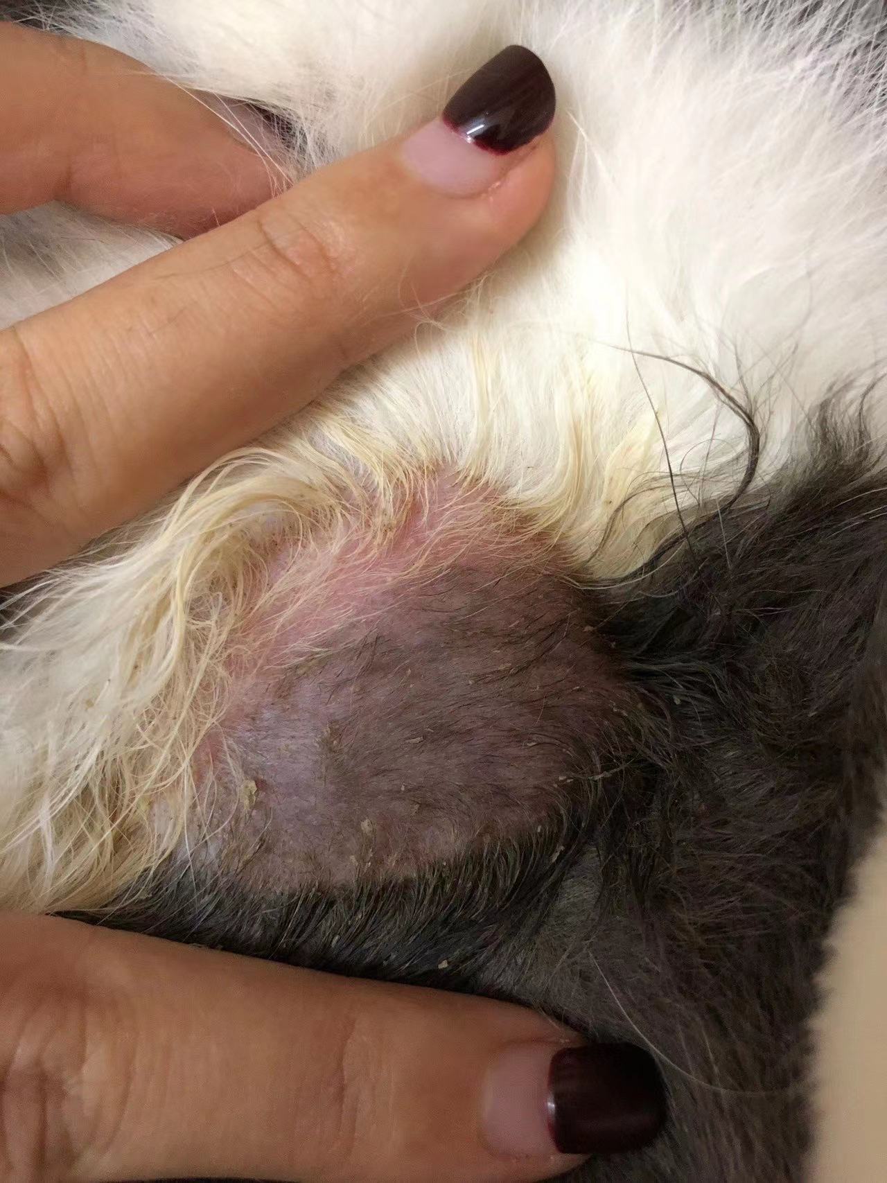 猫咪得了猫癣怎么治疗,麻辣洗治疗猫癣管用吗