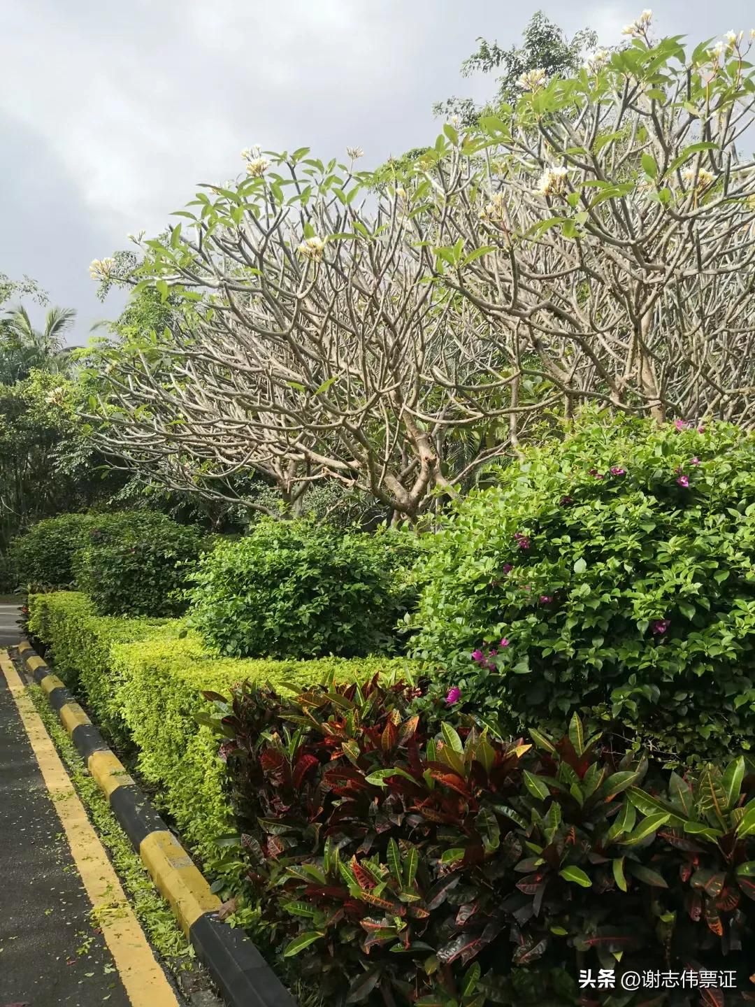 海南风情（050）彩色转盘新颖别致