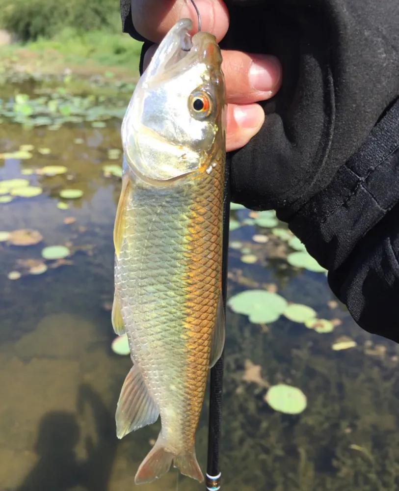 中国常见的淡水鱼全部图片,史上最全的淡水鱼图集