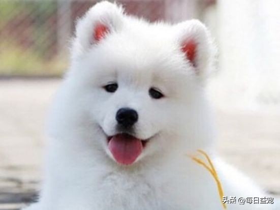 趁主人不在家，萨摩耶把酒桶咬烂，咕噜咕噜喝醉了