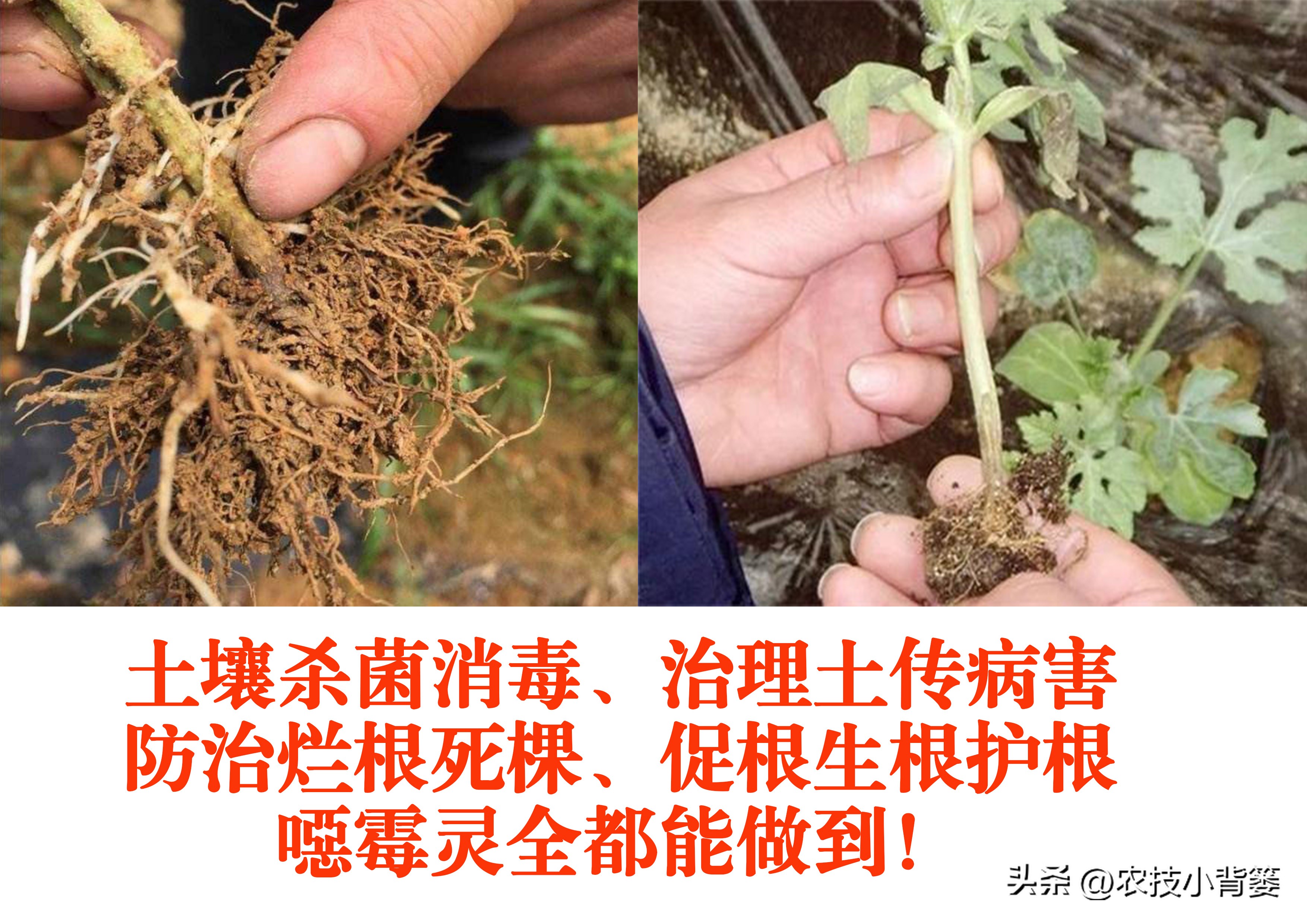 杀菌杀虫生根肥灌根的最佳方案,用杀菌剂真的能治住根部病害吗