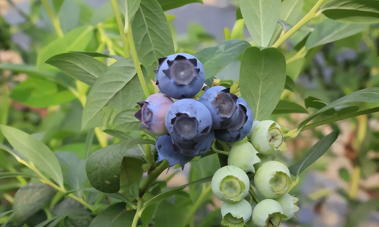 夏天的味道!房县夏日水果图鉴来啦