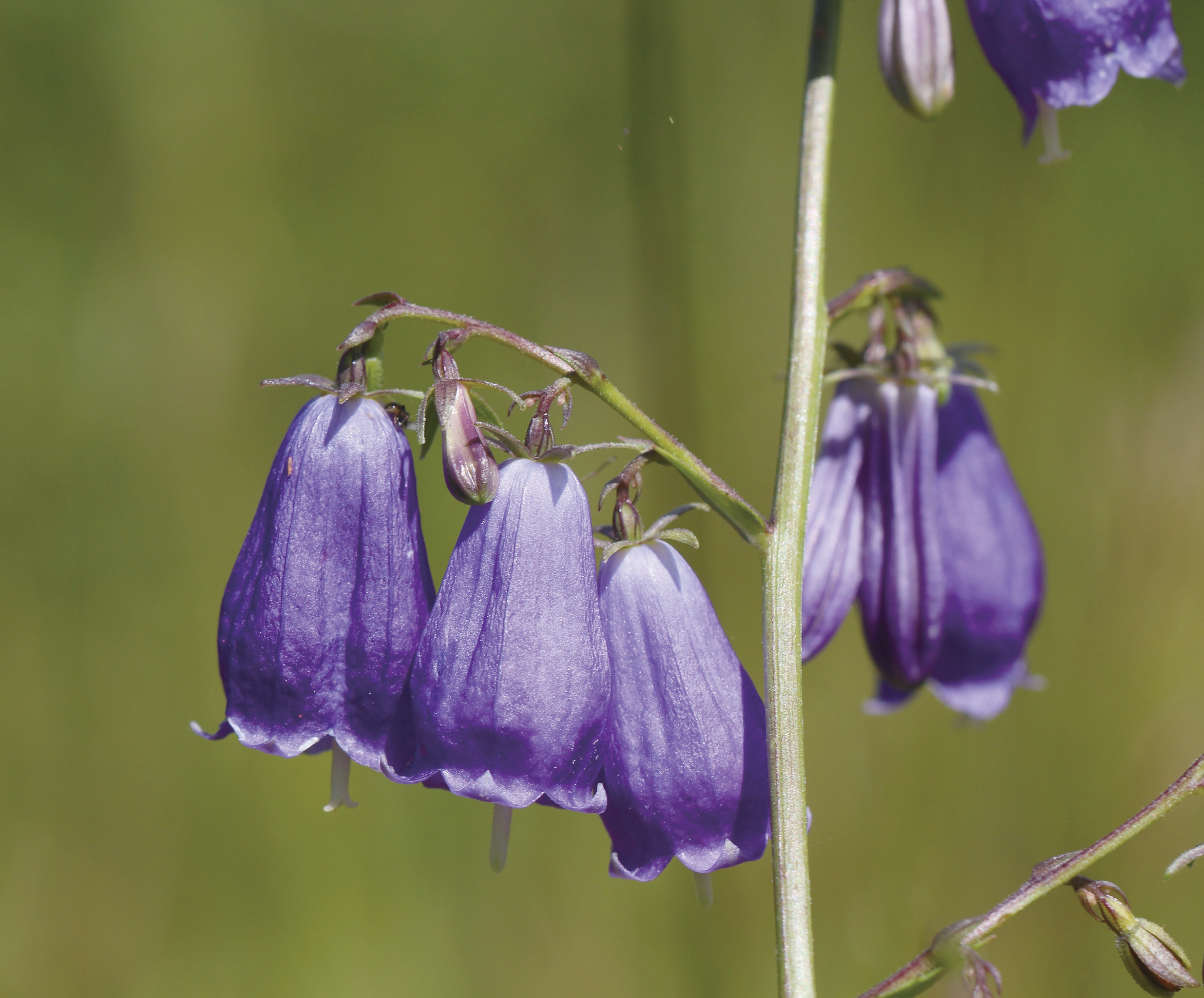 这里有像天鹅的乌头，像棉花的铁线莲，带上这本书，来玉渡山赏花