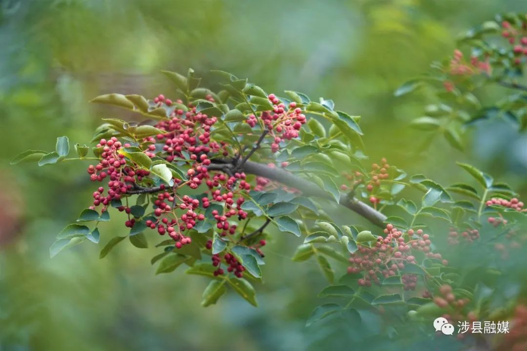 邯郸涉县花椒多少钱一斤,花椒喜获丰收