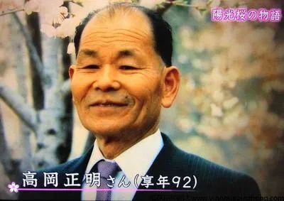 染井吉野樱花是什么樱花,大岛樱花和染井吉野樱的区别