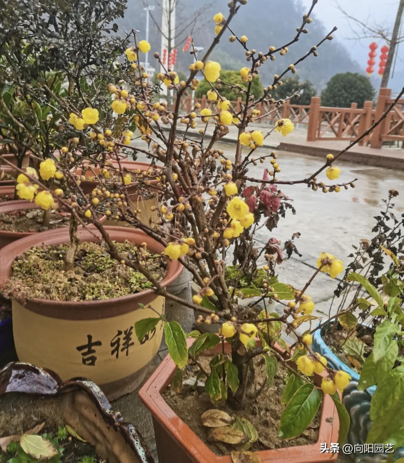 过年买什么腊梅好,天然干枝腊梅