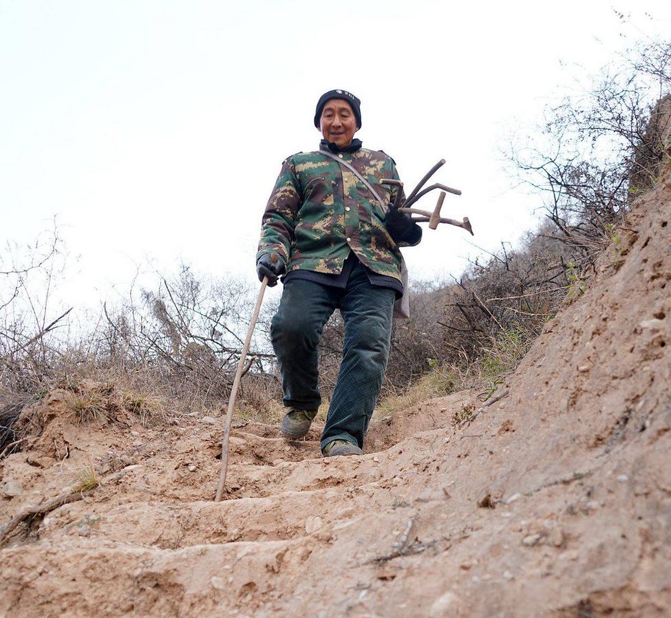 老人4年养了40只凤凰,山西大爷养凤凰4年40只