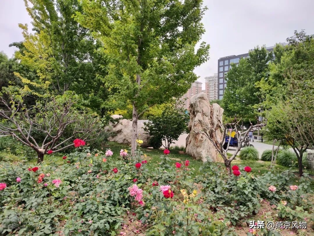 又到一年花开时下半句,又到一年花开时朗诵
