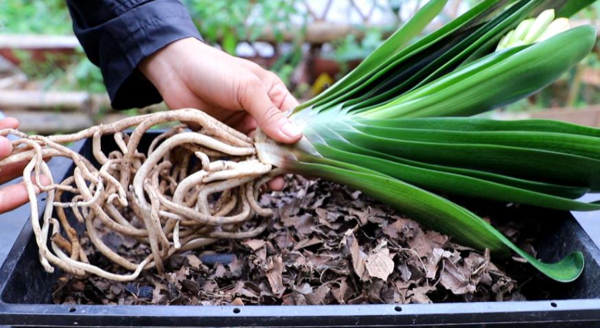 养君子兰最简单的方法,十年老花农养君子兰的秘诀
