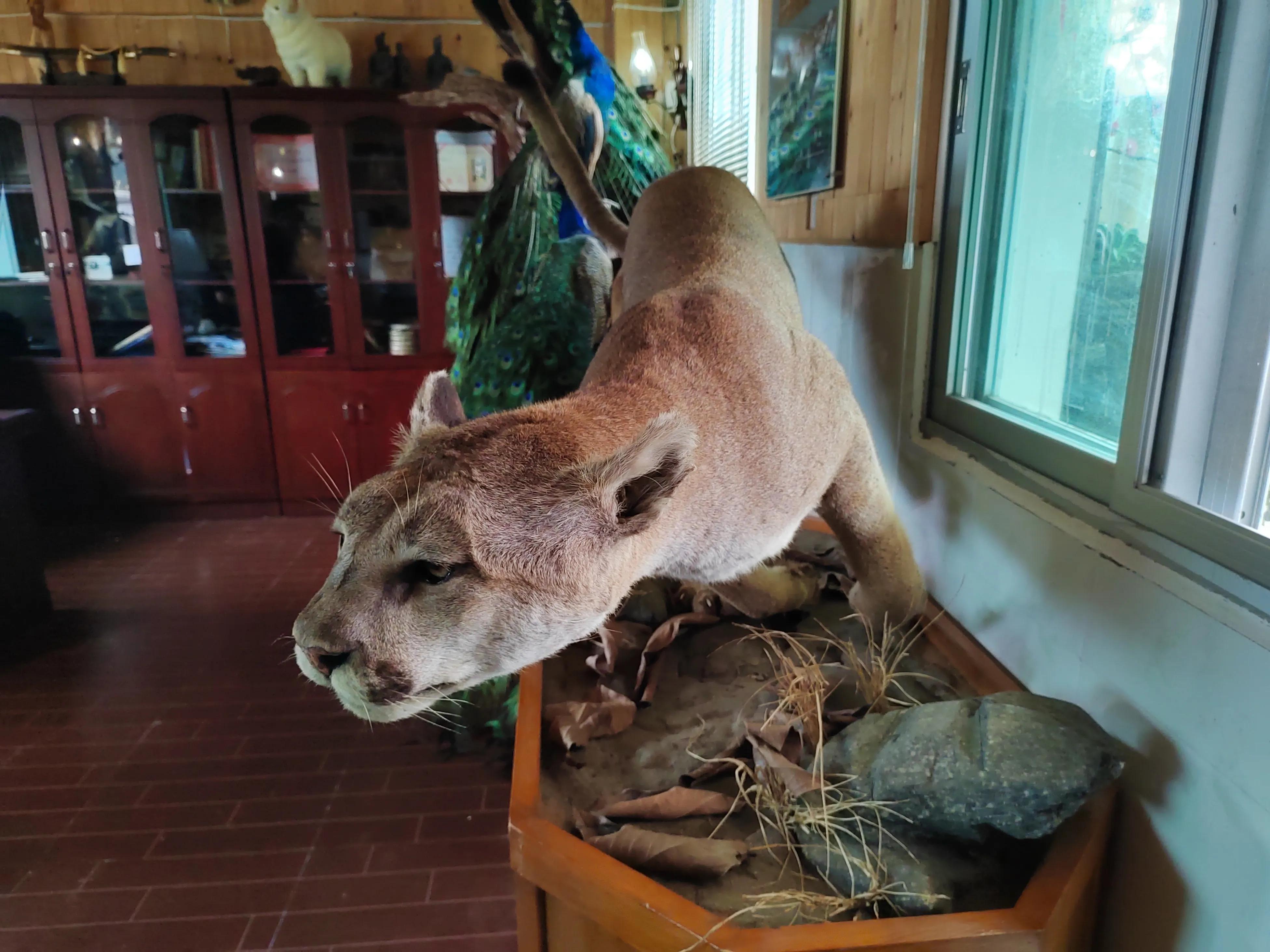 复制宠物赚“情感钱”，山村小伙走出条不同寻常人生之路