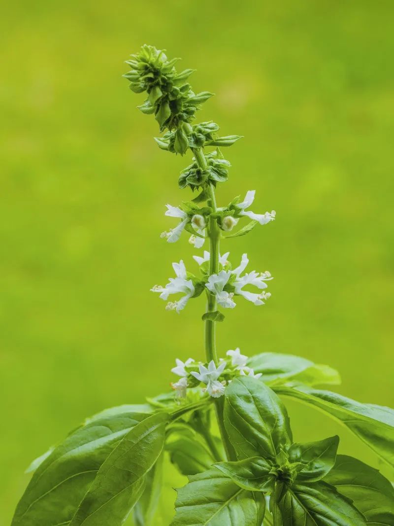 甜罗勒和荆芥 (甜罗勒与九层塔荆芥)