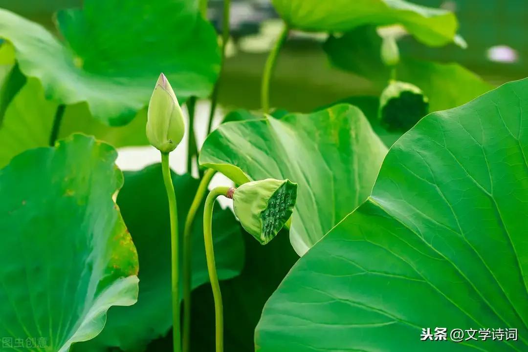 朗读唐诗宋词300首全集,图解小学生必背唐诗宋词