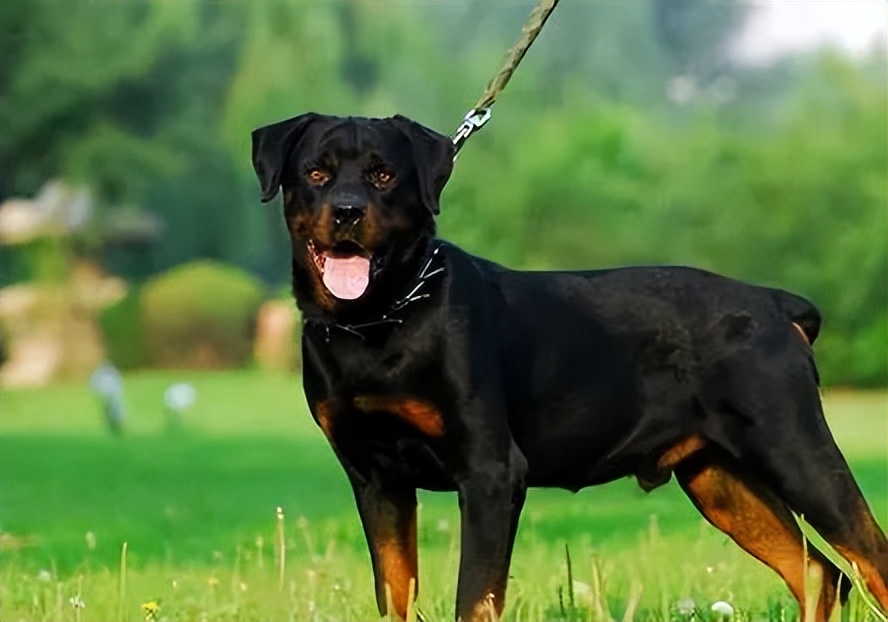 罗威纳百科全书,罗威纳犬训练教程