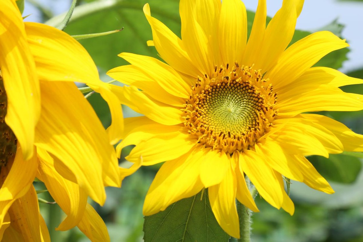 广汉彩色油菜花花海,广汉高坪镇油菜花高清图片