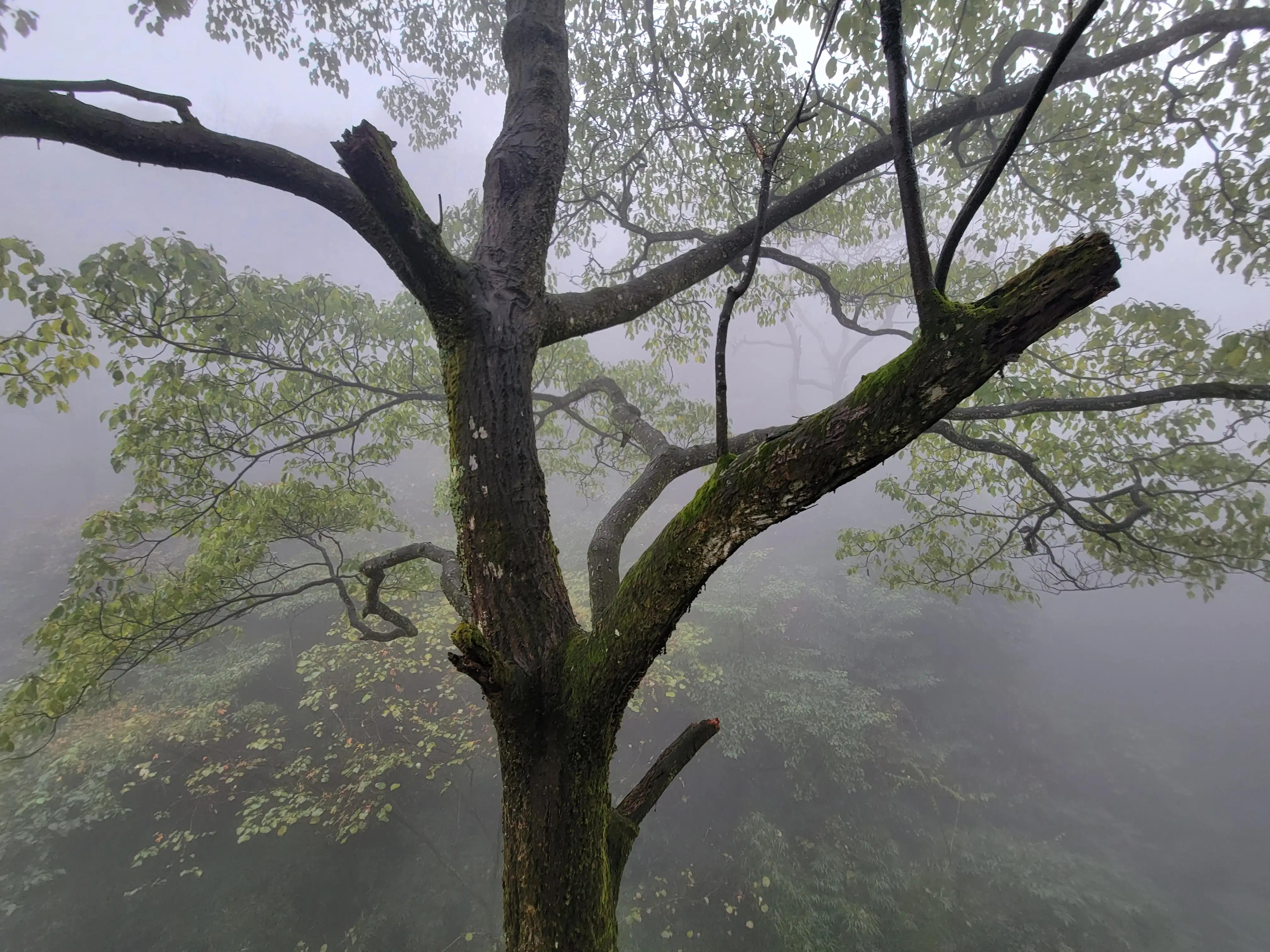 雅安蒙顶山一日游攻略,雅安蒙顶山风景区旅游攻略