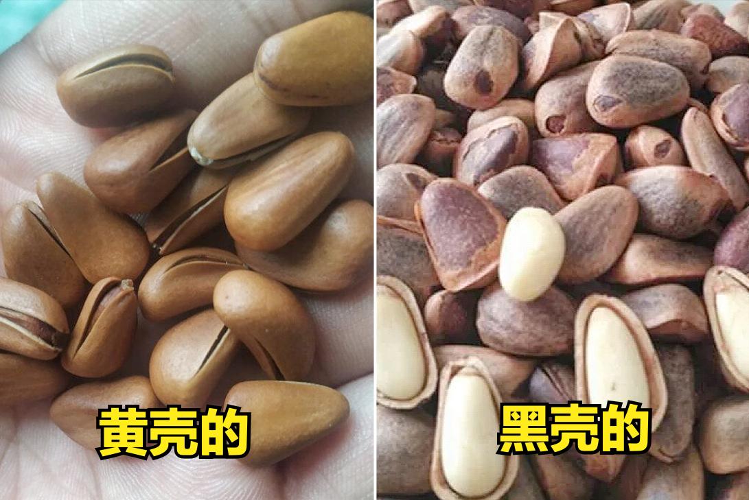 普通松子和巴西松子哪个性价比高,购买坚果松子