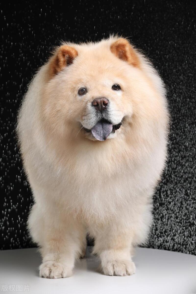 本地土狗哪些品种比较过大众一点,中国土狗都有哪些