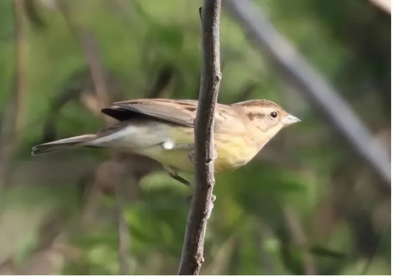 家底大揭秘！深圳究竟有多少“神奇生物”？