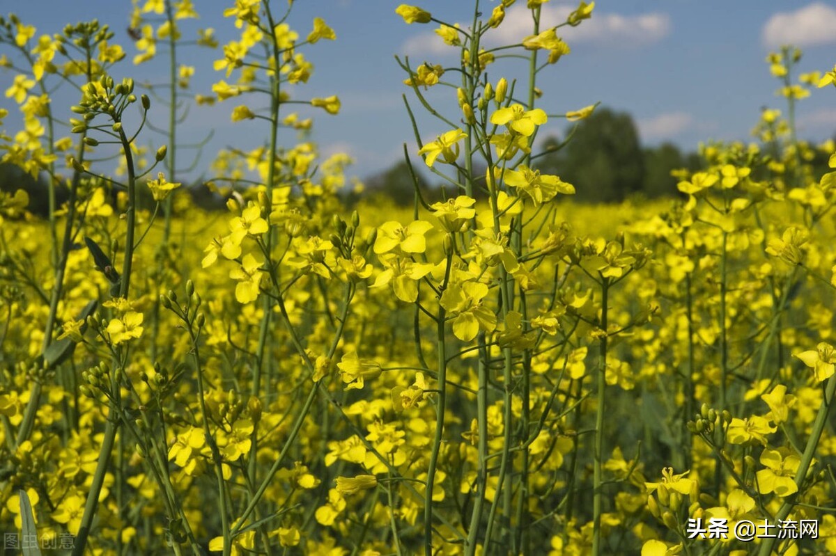 2022油菜籽价格,油菜籽价格最新报价