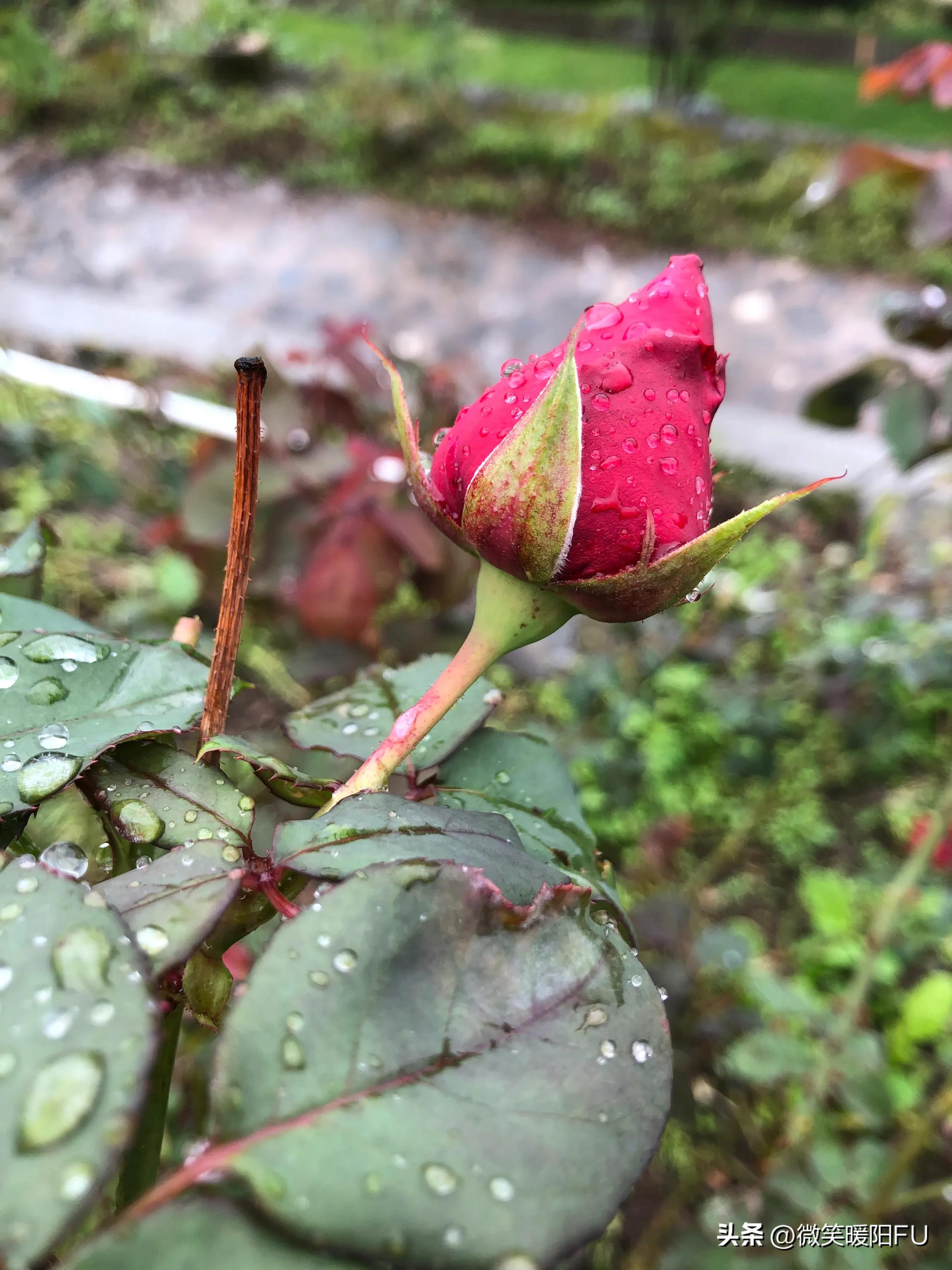 品尝墨红玫瑰,娇艳动人免费阅读