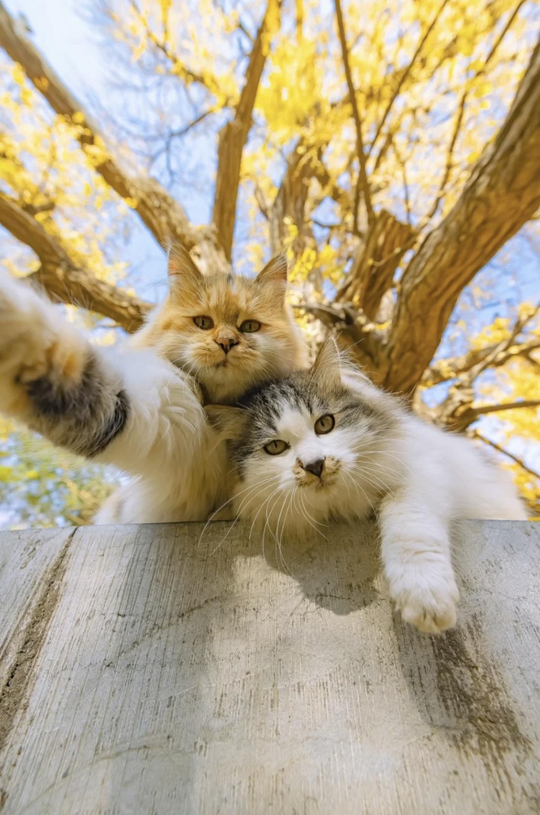 治愈系壁纸｜132张可爱小猫咪的样子