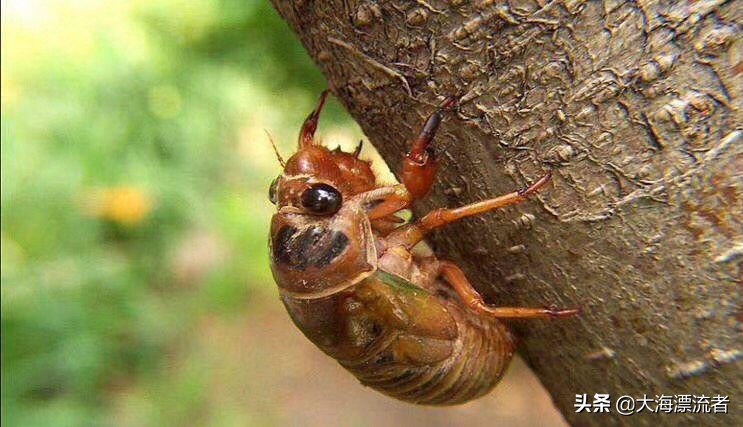 童年的记忆抓知了,体验儿时抓知了