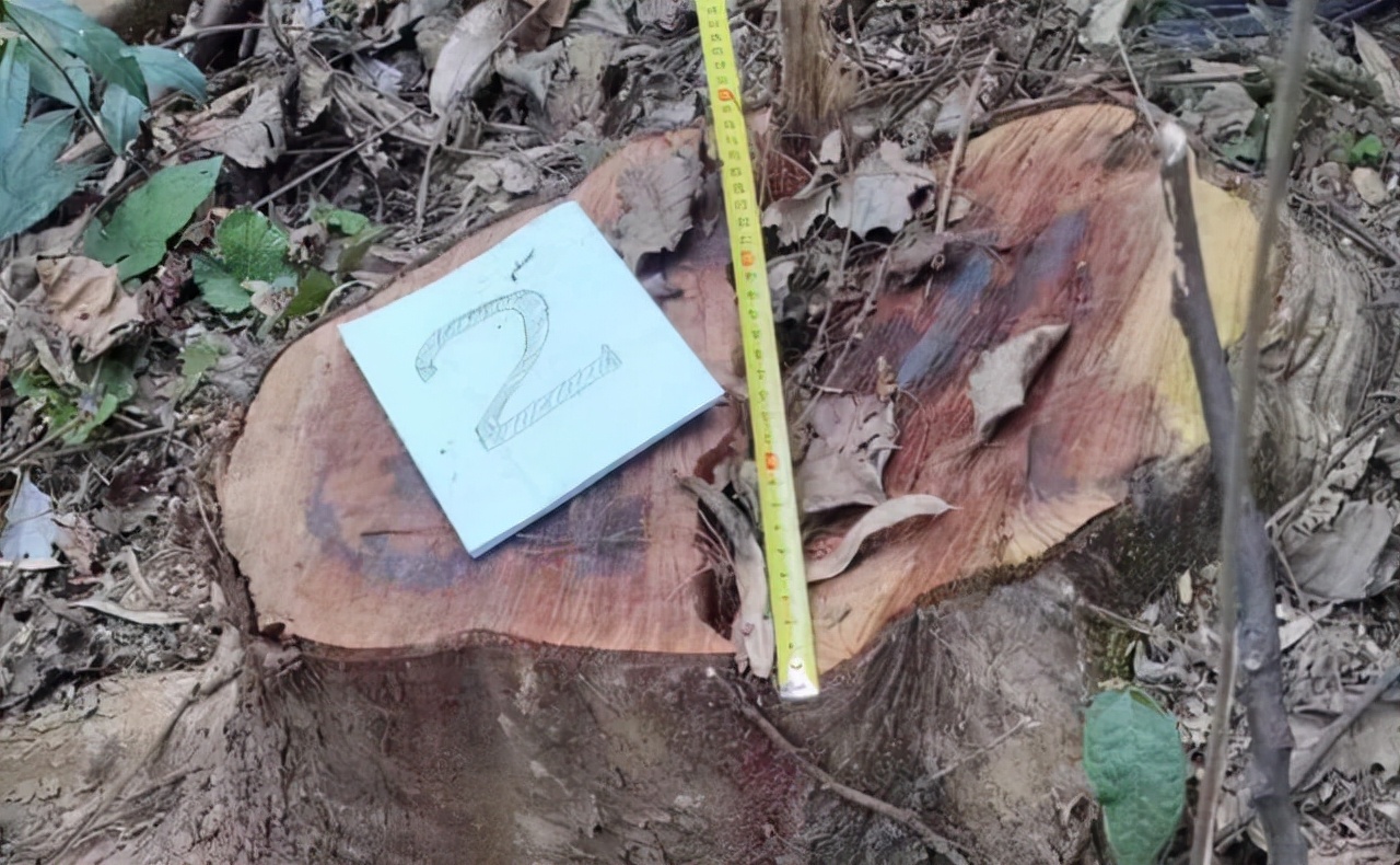 千年红豆杉被盗,40多棵树被人偷伐属于刑事案件吗