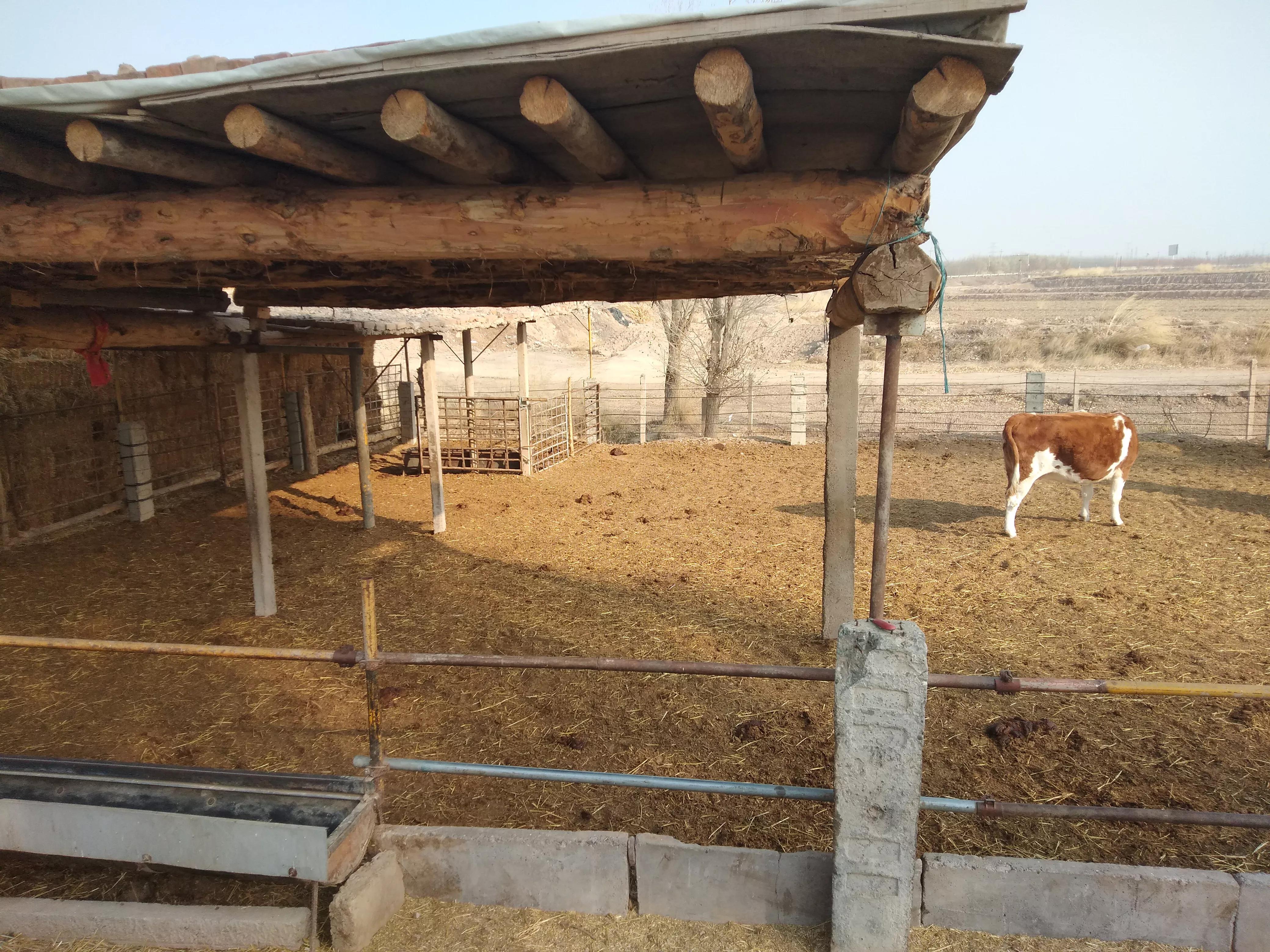 养牛究竟挣钱吗,养牛行业值不值得入行