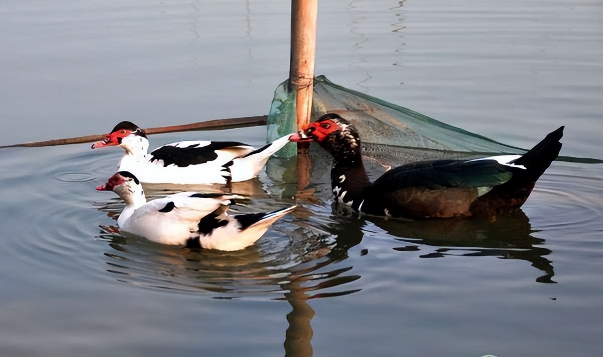 鸭子预防霉菌,大鸭容易感染霉菌病吗
