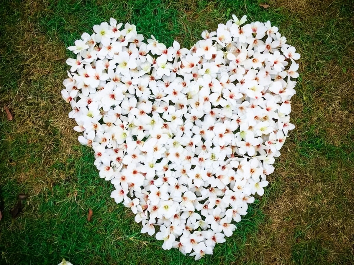 广州鹤之洲湿地公园游玩攻略简介,增城凤凰古城一日游最佳去处