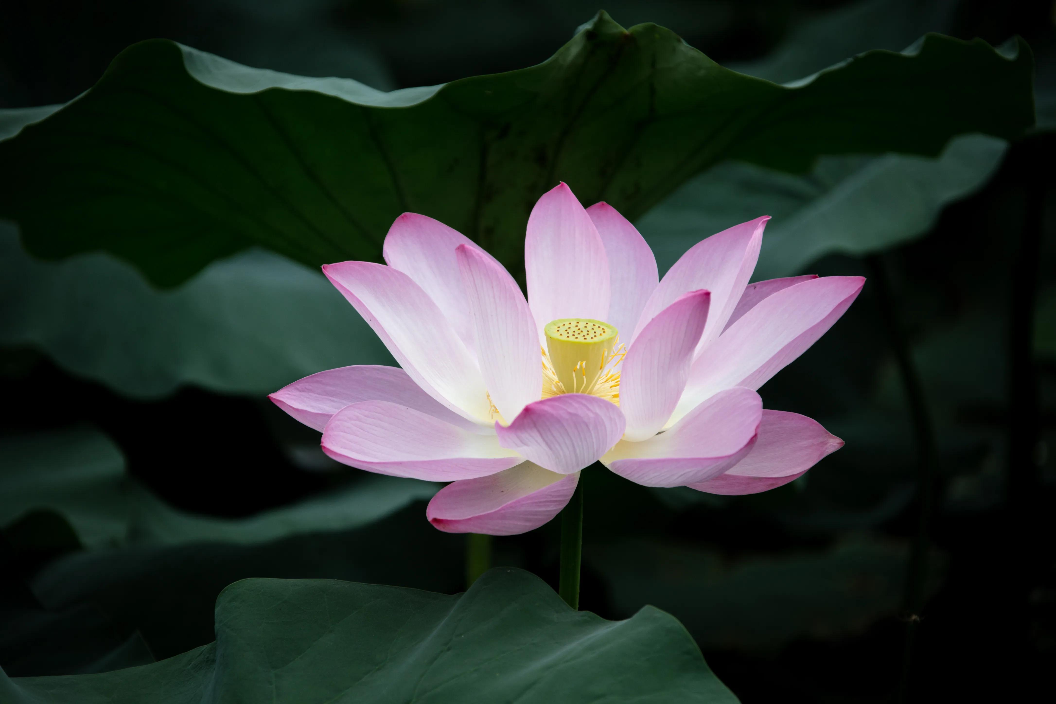 拍荷花最好的花,白洋淀荷花最佳观赏时期