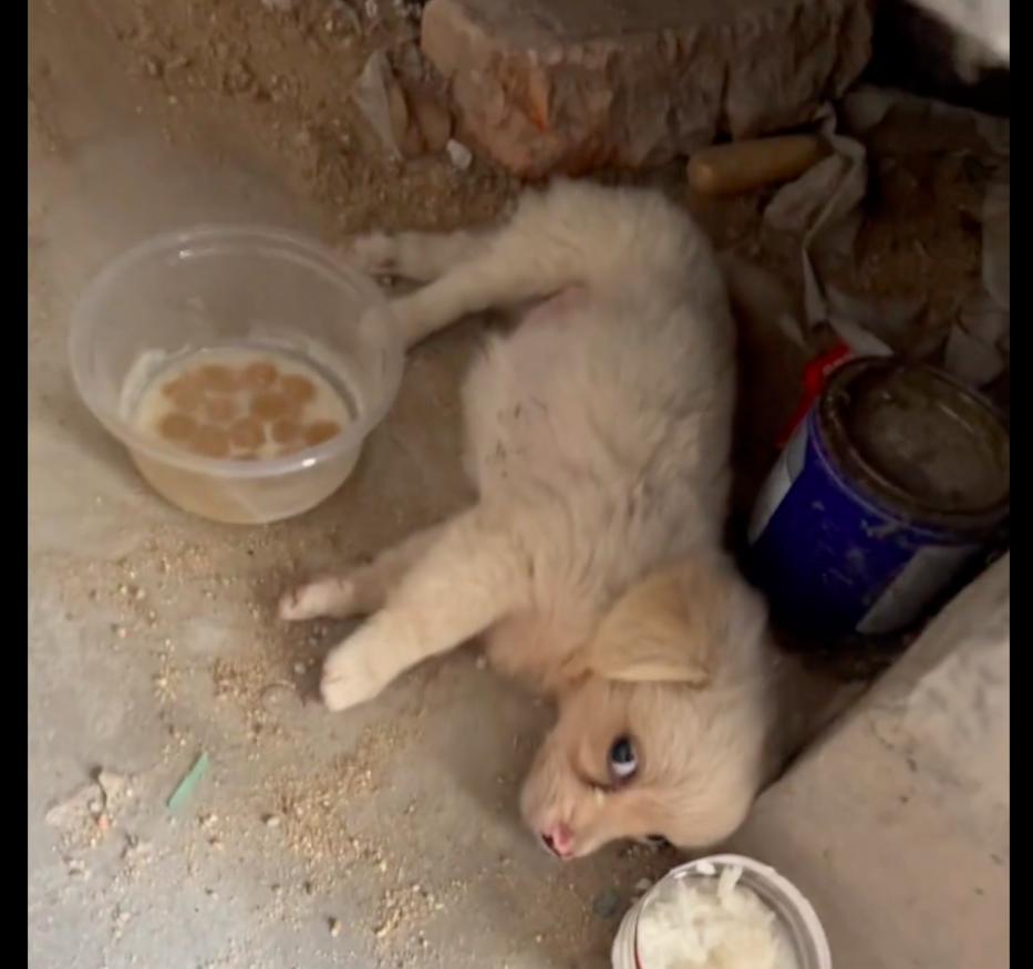 残疾小狗被遗弃完整视频,残疾被丢弃的小狗