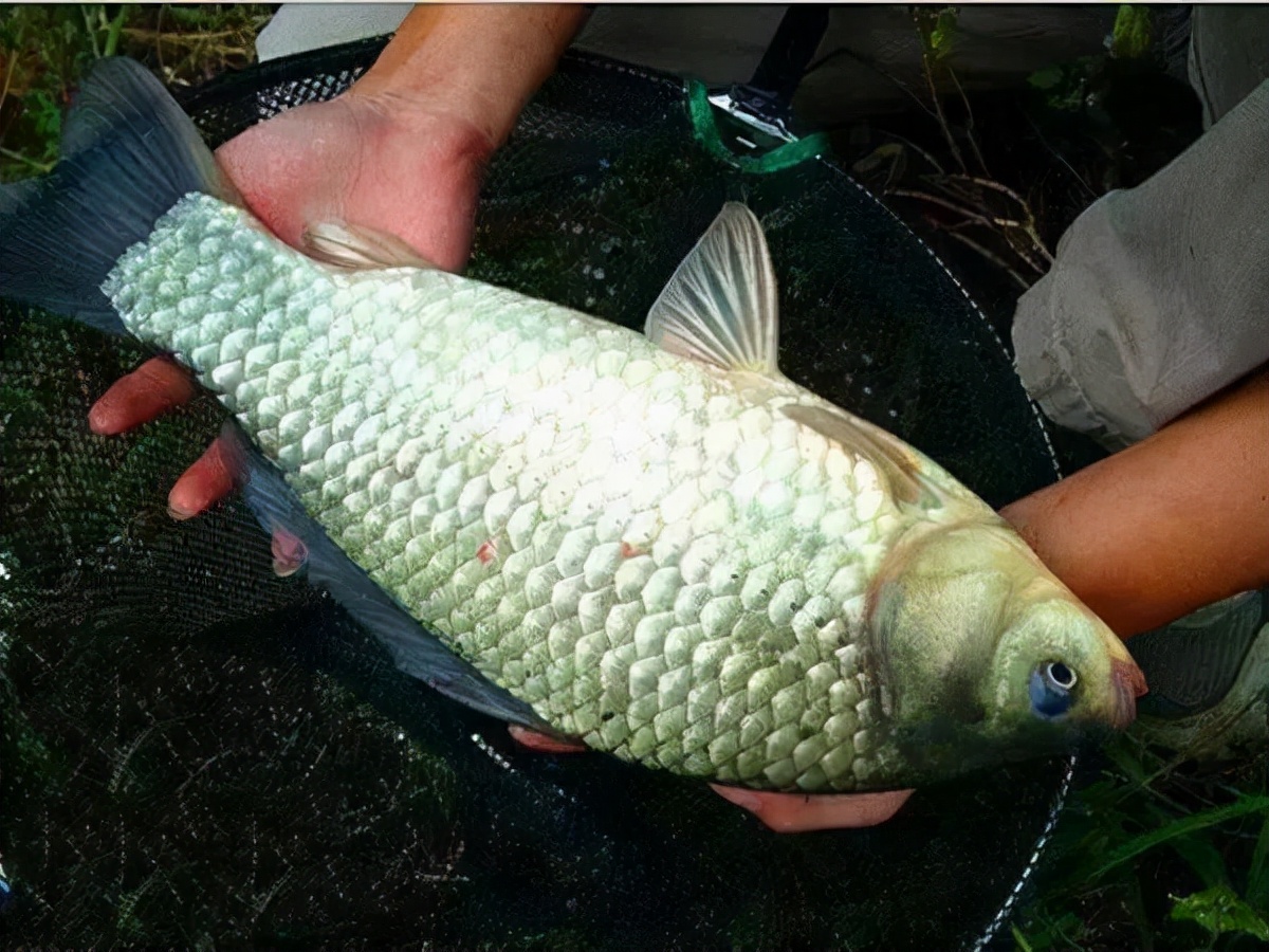 远投钓鲫鱼矶竿好用还是海竿,夏季软尾小矶竿钓鲫鱼最佳方法