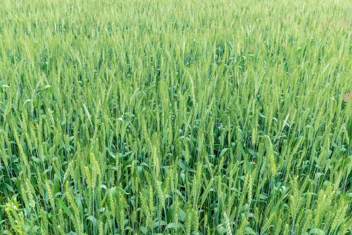 手足多汗中药治愈案例,多汗症中药方