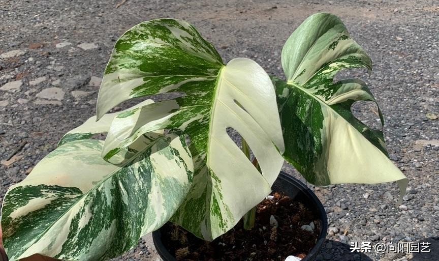 龟背竹和白锦为什么这么贵,荷兰白锦龟背竹和日本白锦龟背竹