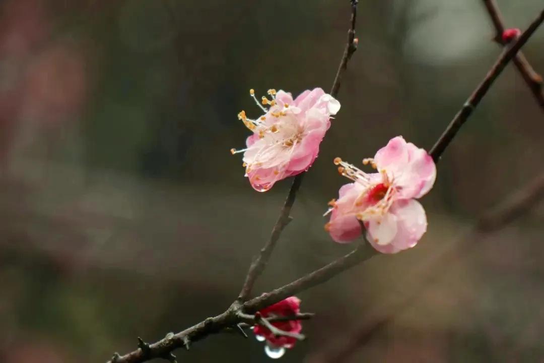 长沙浪漫樱花谷,长沙浔龙河樱花谷花开了吗