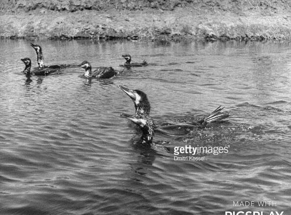 日军日记：*安妇慰**不服从管教，我很愤怒，用*刀刺**插入她的*体下**