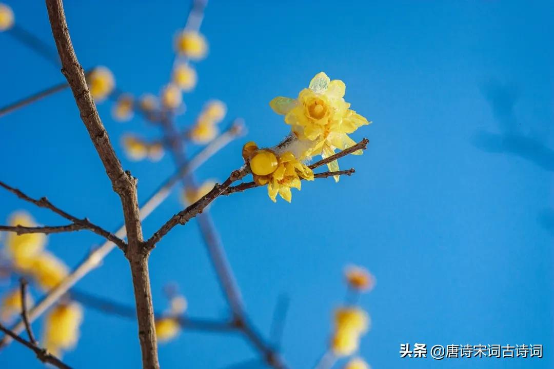 碧玉黄金分外香图片,枝横碧玉天然瘦解释