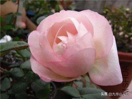 藤本月季品种列表,小型的藤本月季品种