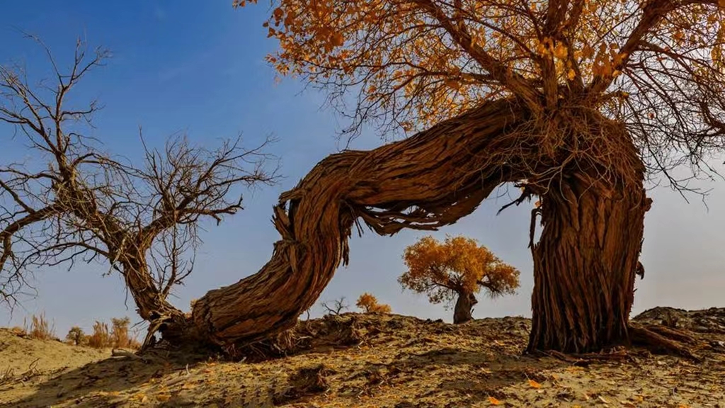 【临夏林草文化】科普篇‖胡杨铁骨千年铸，沧桑燃尽度春秋