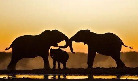 价值12亿的象牙，为什么国家缴获以后要烧掉，不卖掉当大象基金？