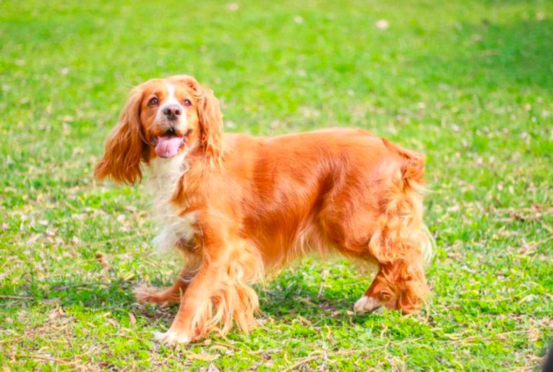 什么狗狗最适合有孩子的家庭养,最适合一般家庭养的5种狗狗