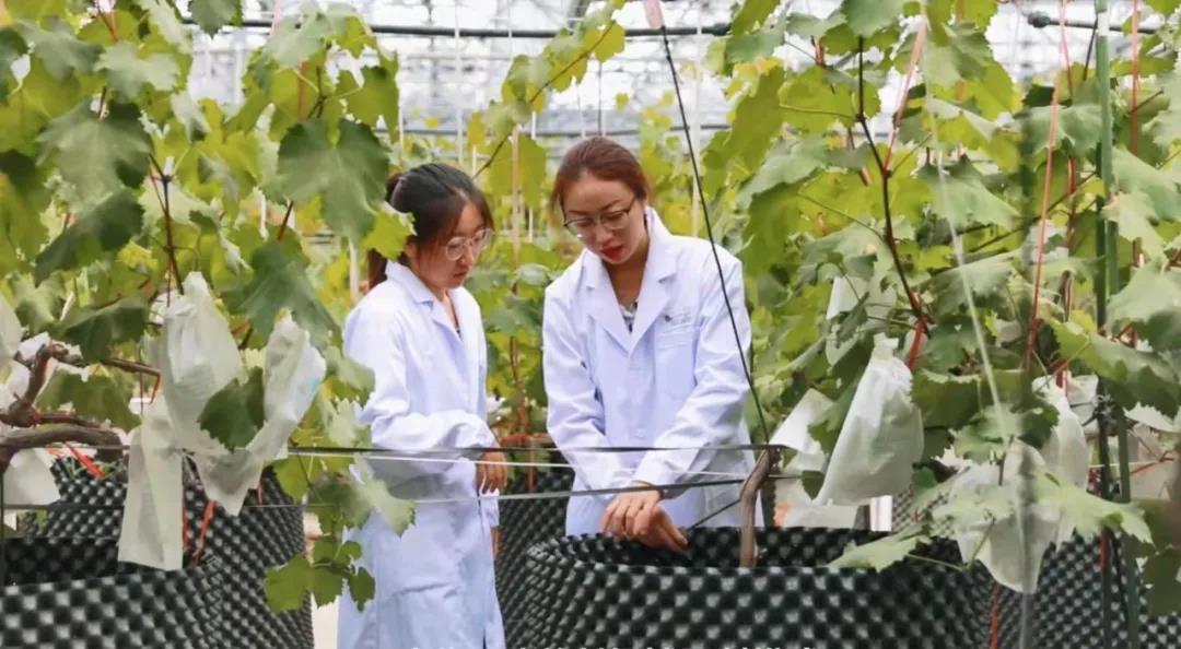 互联网创新创业大赛获奖作品,孙思捷全运会