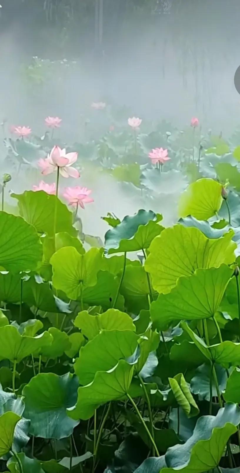 理想中的夏天都是这样的,古往今来描写夏天的诗句