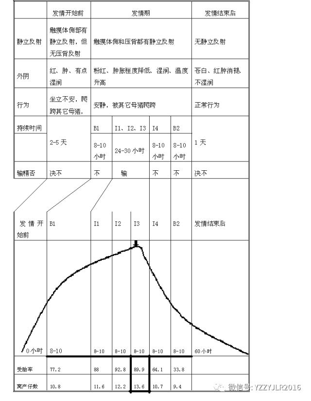 母猪查情操作,母猪查情法