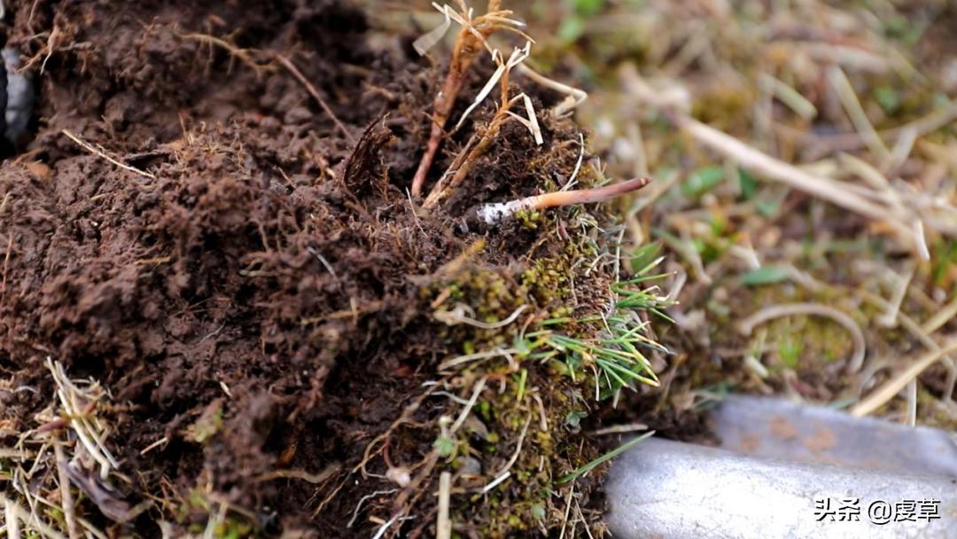 鲜虫草正当季,鲜虫草采收