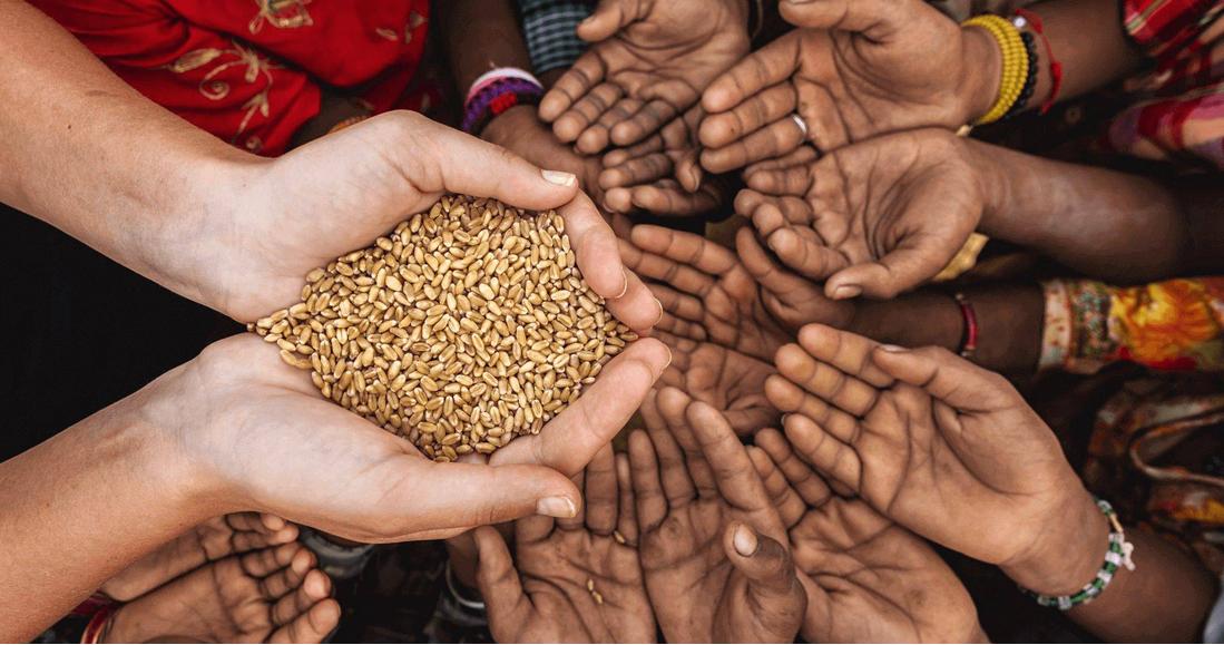 猪饲料未来价格趋势如何,饲料价格走势猪饲料