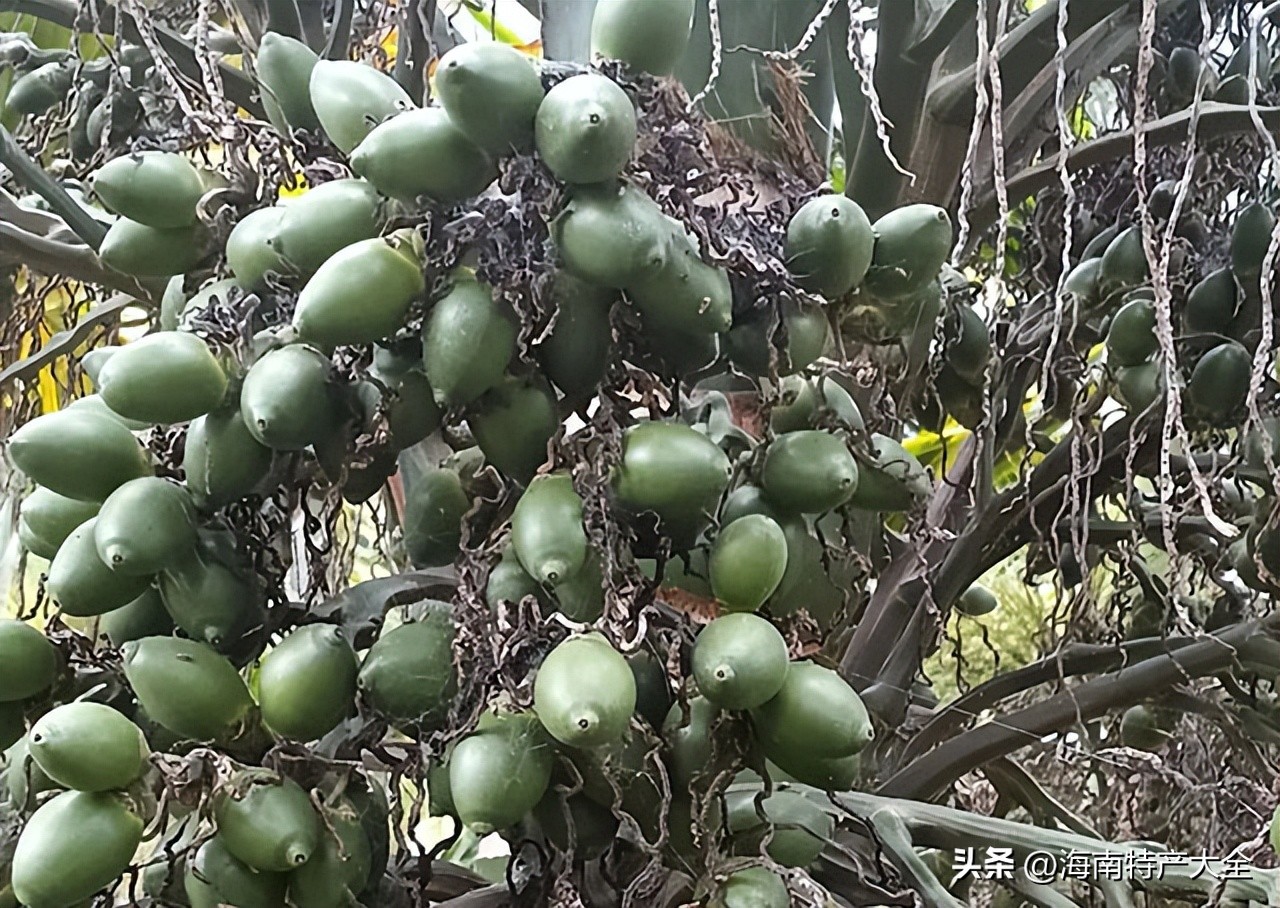 今年海南槟榔价格行情 (海南槟榔6月价格)